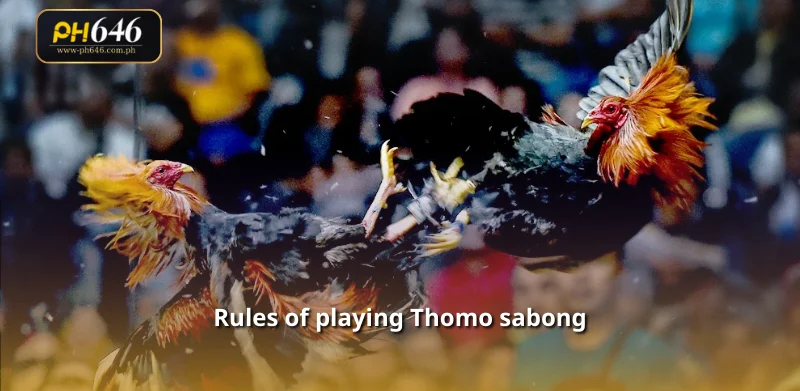 Rules of playing Thomo sabong