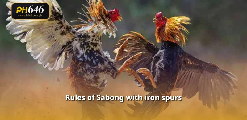 Rules of Sabong with iron spurs