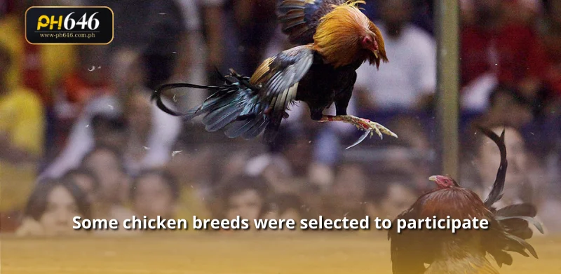 Some chicken breeds were selected to participate